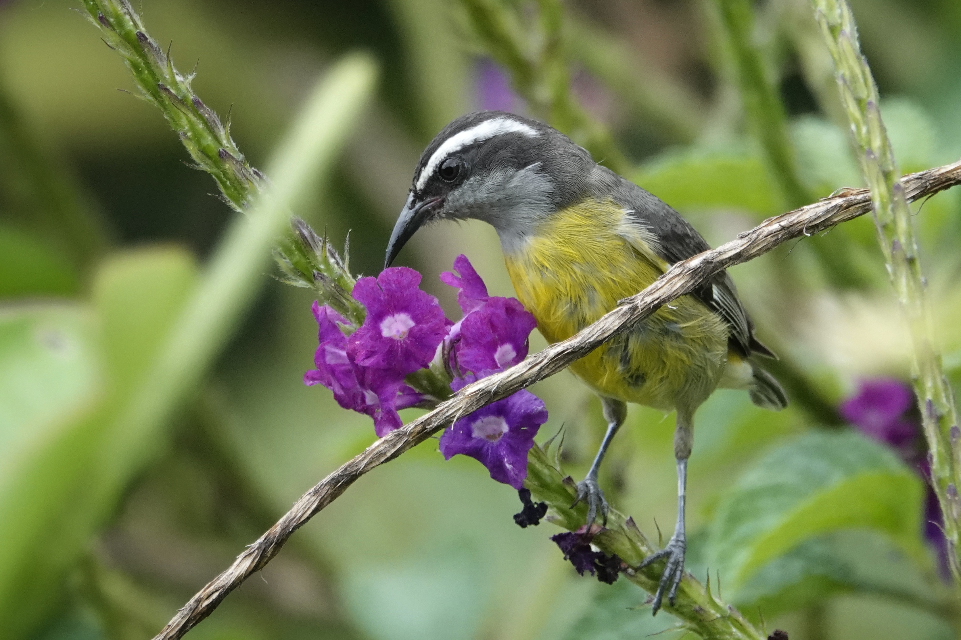 Petit oiseau dans les fleurs de Monteverde